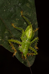 Panacanthus cuspidatus