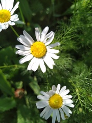 Tripleurospermum inodorum
