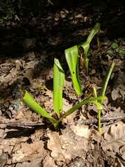 Colchicum umbrosum
