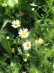 Tripleurospermum inodorum