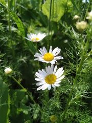Tripleurospermum inodorum