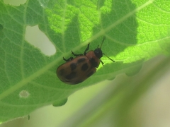 Gonioctena viminalis