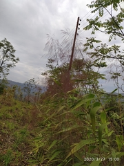 Thysanolaena