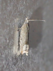 Ancylis tineana