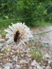 Andrena hattorfiana
