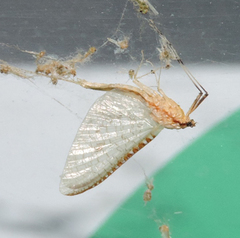 Ephemeroptera