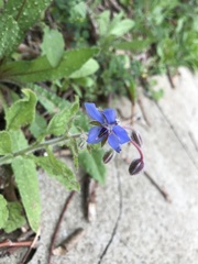 Borago officinalis