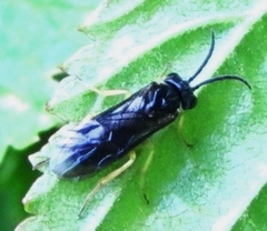Aneugmenus flavipes
