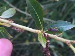 Cantharis lateralis
