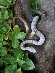 Crotalus morulus
