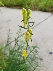 Linaria vulgaris