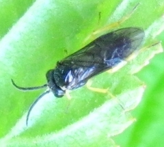 Aneugmenus flavipes