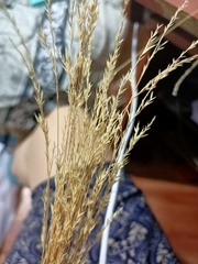 Poaceae