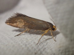 Crassa unitella