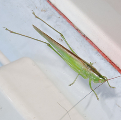Conocephalus chinensis