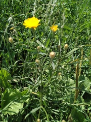 Scorzoneroides autumnalis