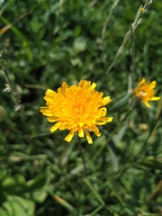 Scorzoneroides autumnalis