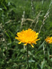 Scorzoneroides autumnalis