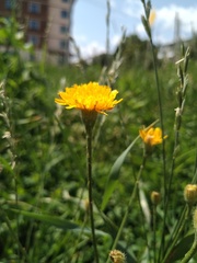 Scorzoneroides autumnalis