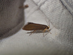 Crassa unitella