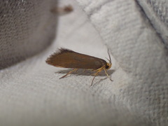Crassa unitella
