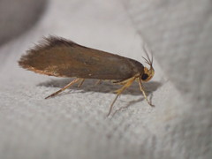 Crassa unitella