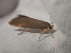 Crassa unitella