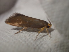 Crassa unitella