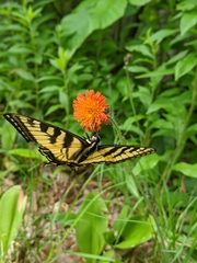 Papilio canadensis × glaucus