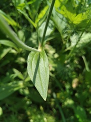 Silene latifolia alba