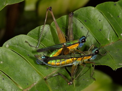 Eumastax