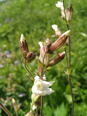 Silene latifolia alba