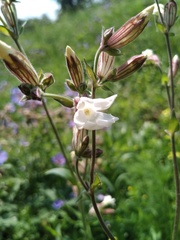 Silene latifolia alba