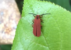 Dictyoptera simplicipes