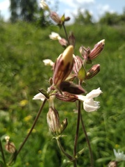 Silene latifolia alba