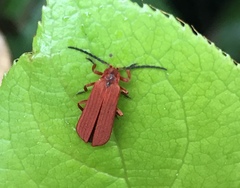 Dictyoptera simplicipes