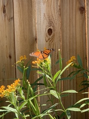 Danaus plexippus