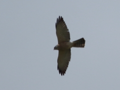 Accipiter brevipes