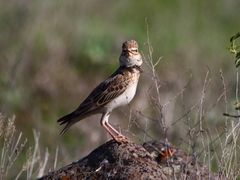 Melanocorypha bimaculata