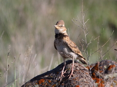 Melanocorypha bimaculata