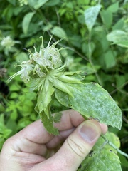 Monarda clinopodia