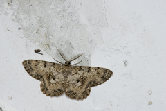 Hypomecis percnioides