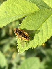 Parhelophilus consimilis