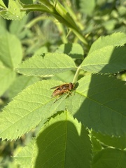 Parhelophilus consimilis