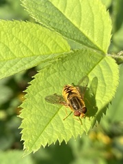 Parhelophilus consimilis