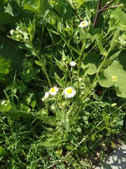Erigeron annuus