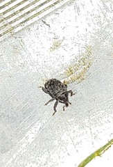 Rhyssomatus lineaticollis