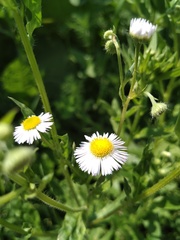Erigeron annuus