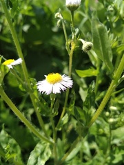 Erigeron annuus