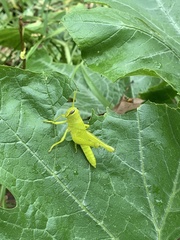 Schistocerca alutacea